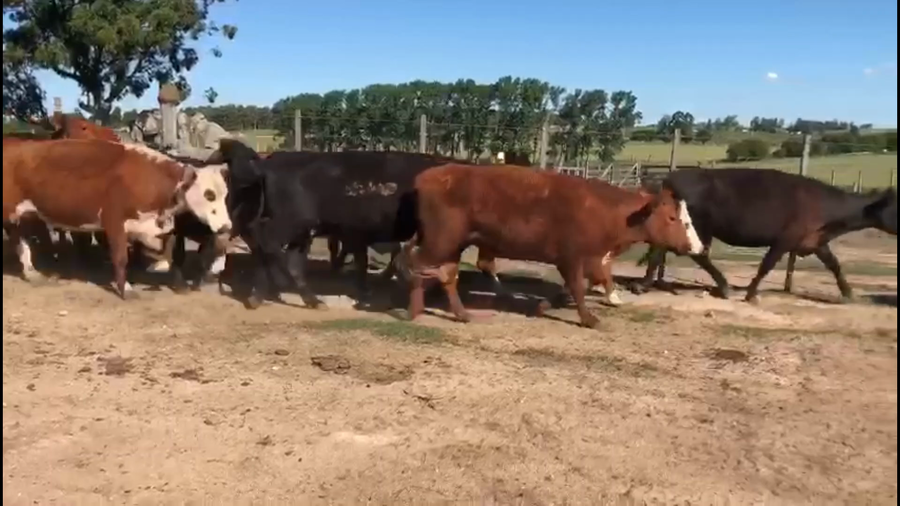 Lote 64 Vacas de Invernada en Florida