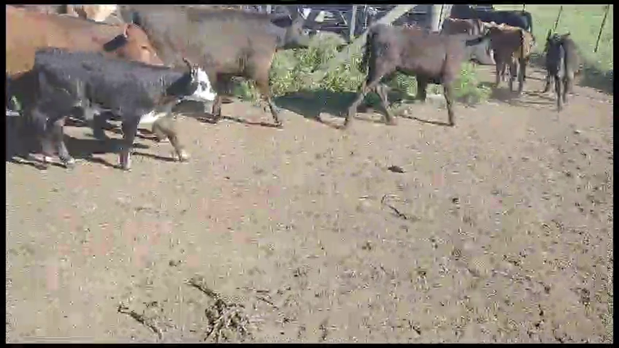 Lote 70 Terneros/as en Tapalqué, Buenos Aires