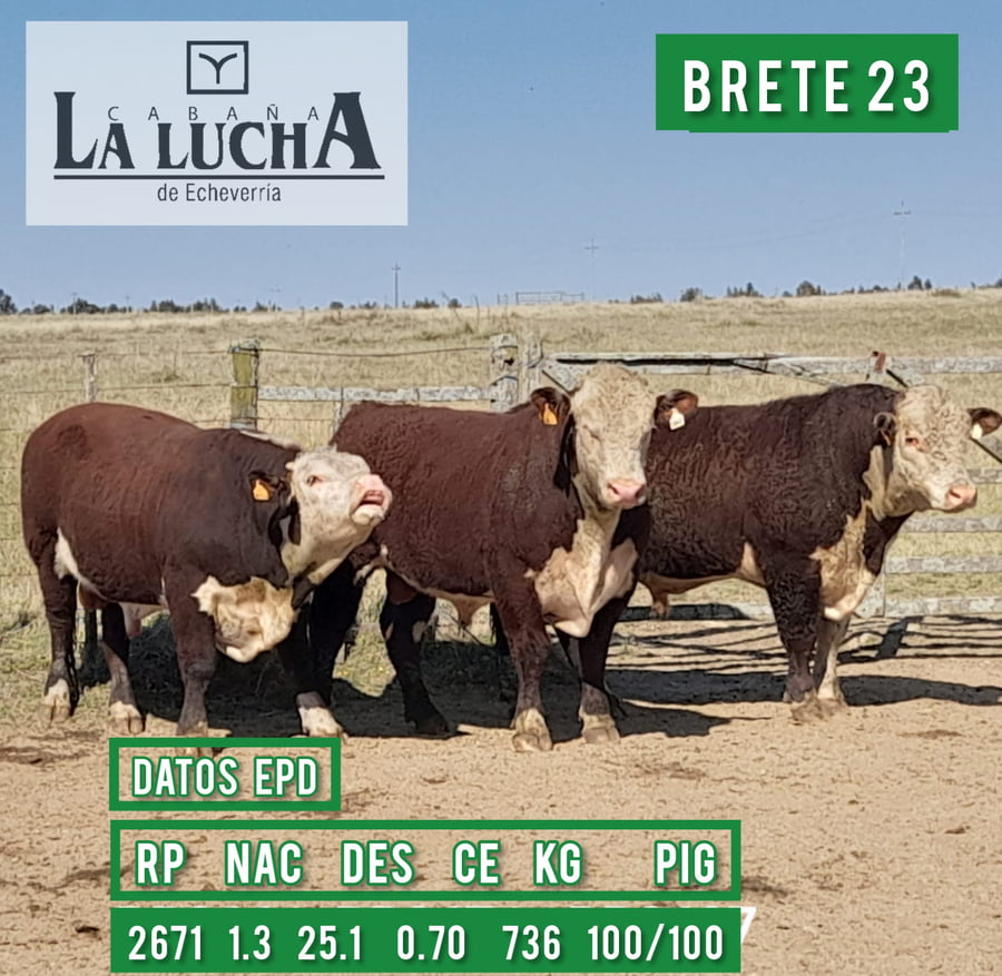 Lote TOROS POLLED HEREFORD PI