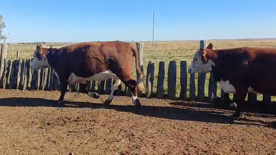 Lote 42 Vacas faena