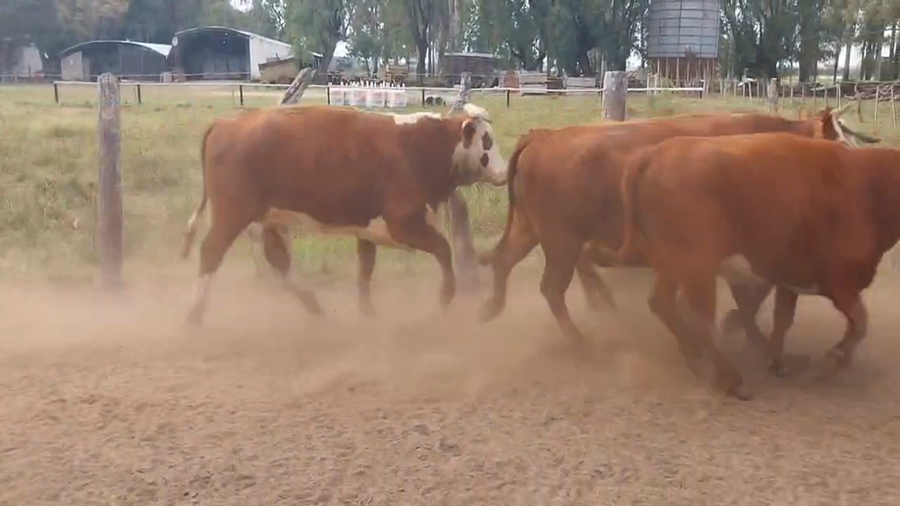 Lote 22 Faena en Corrientes, Paso de Los Libres