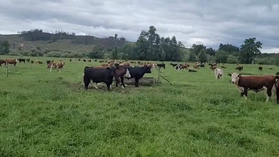 Lote 50 Novillo Engorda en Fresia, X Región Los Lagos