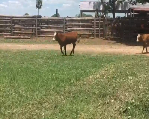 Lote 200 Terneras en El Colorado, Formosa