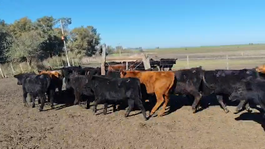 Lote 153 Terneros en Entre Ríos, Gualeguaychú