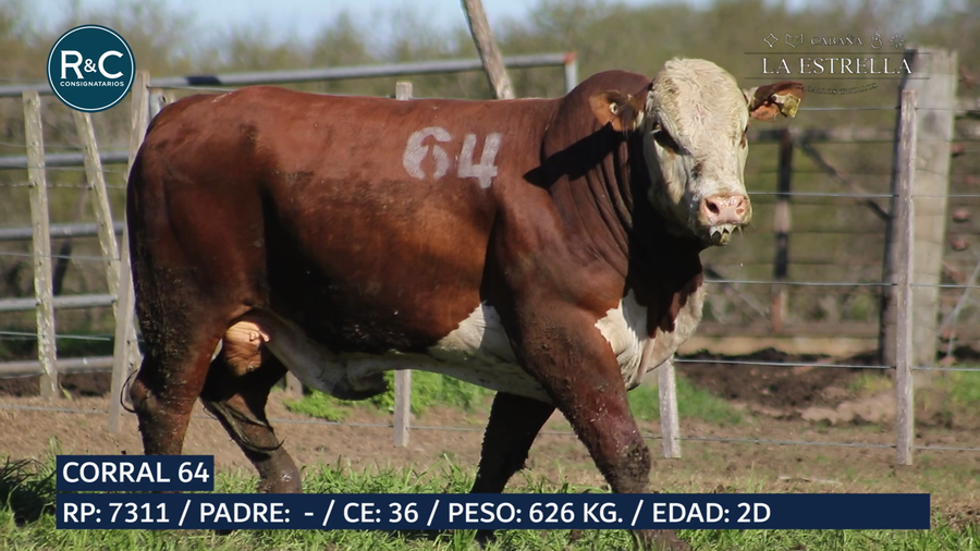 Lote Toro Braford