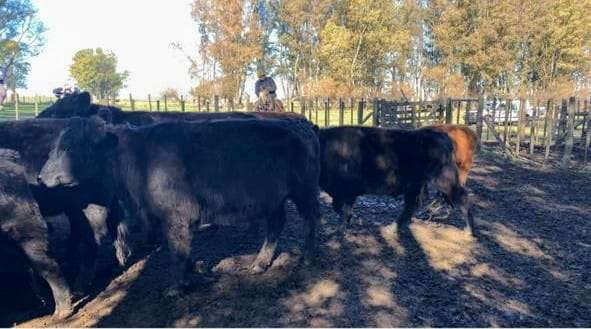 Lote 45 Novillos en Laprida, Buenos Aires