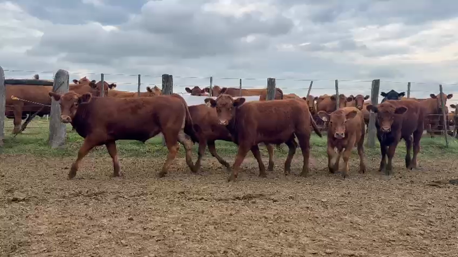 Lote 100 Terneros/as en Santa Anita -  Entre Rios