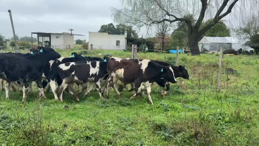 Lote TERNEROS