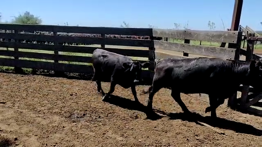 Lote 18 Terneras en Bonifacio, Buenos Aires