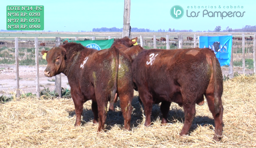 Lote TOROS PUROS CONTROLADOS