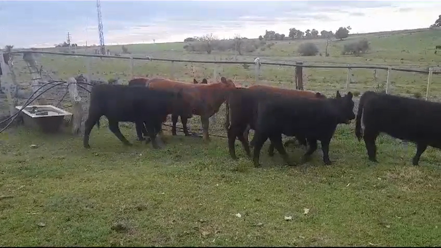 Lote (Vendido)7 Terneras LIMANGUS a remate en #35 Pantalla Carmelo 270kg -  en POLANCOS