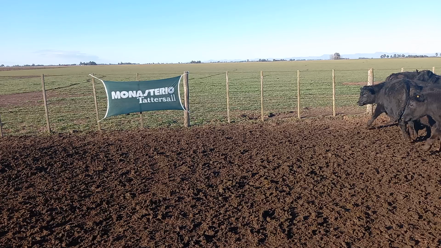 Lote 50 Novillitos en Coronel Suarez, Buenos Aires