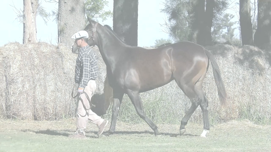Lote TROYA QUEEN (MOOTASADIR -  MAVERICK QUEEN)