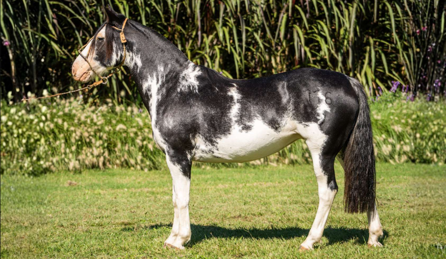 Lote Guirita Gilda