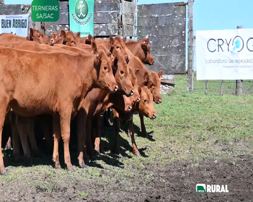 Lote TERNERAS