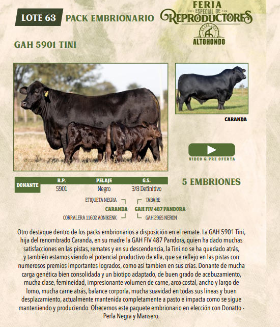 Lote LOTE 63