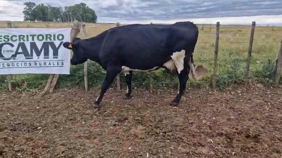 Lote Piezas de cría a remate en Ultima pantalla del año - Escritorio Camy, San José