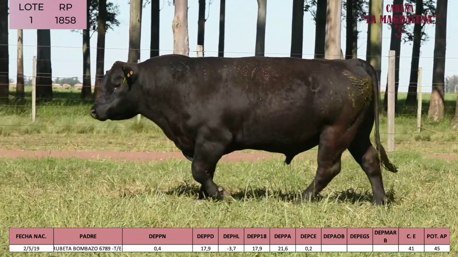 Lote ABERDEEN ANGUS PEDIGREE