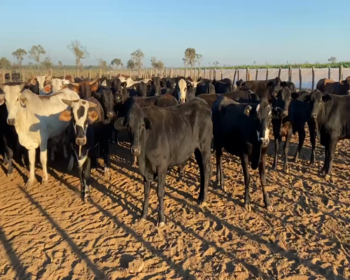 Lote 90 Novillitos en Bandera, Santiago del Estero