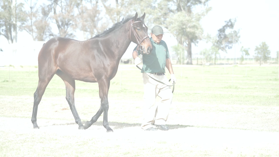 Lote VILLY KING (VILLAGE KING -   EMILY RUNNER)
