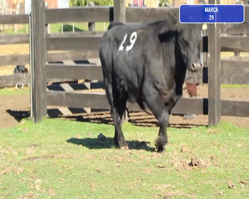 Lote 1 Toro en Coyhaique, XI Región Aysén