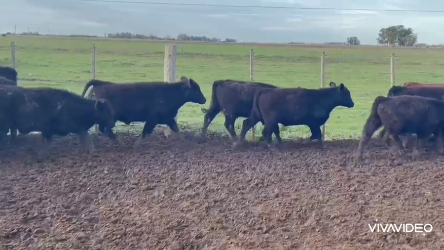 Lote 100 Terneros en La Plata, Buenos Aires