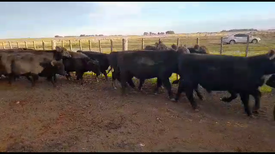 Lote 60 Terneros en Olavarría, Buenos Aires