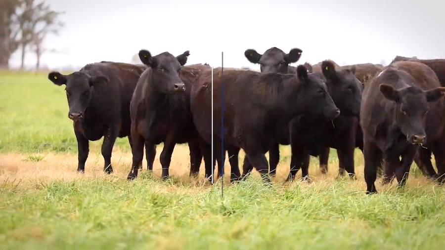 Lote VAQUILLONAS MaS