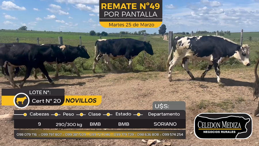 Lote 9 Novillos en Duraznito, Soriano