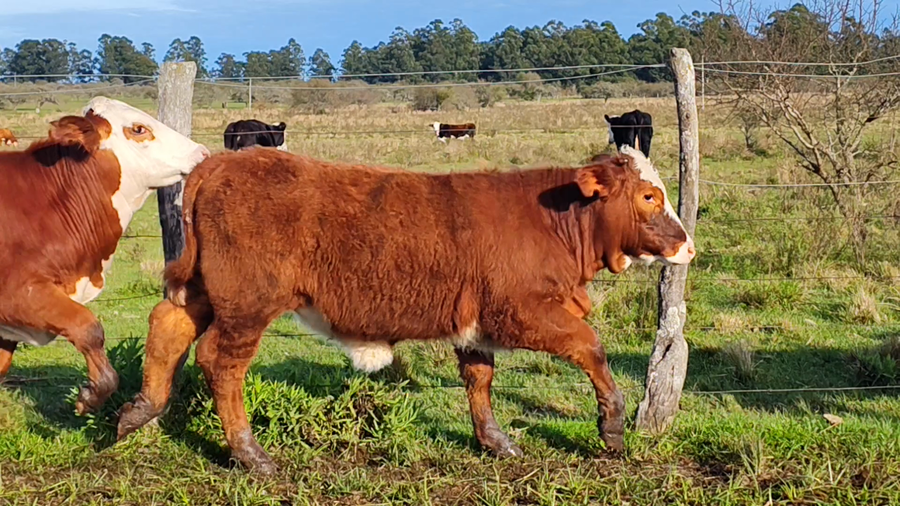 Lote 12 Terneros/as en Corrientes, Curuzu Cuatia