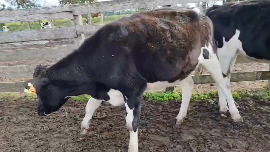 Lote 3 Vaquillonas  a remate en Pantalla Camy 450kg - , San José