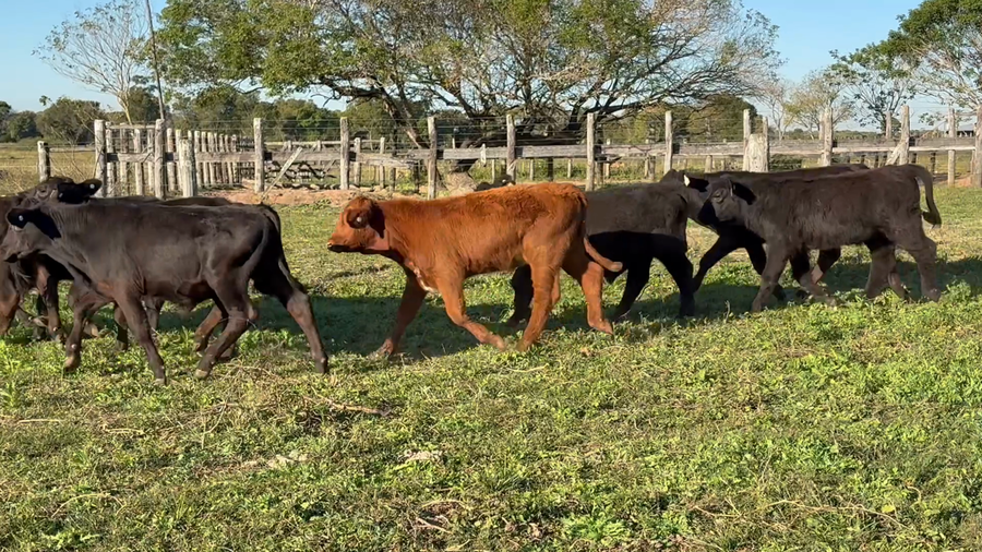 Lote 112 Terneros en Corrientes, San Cosme
