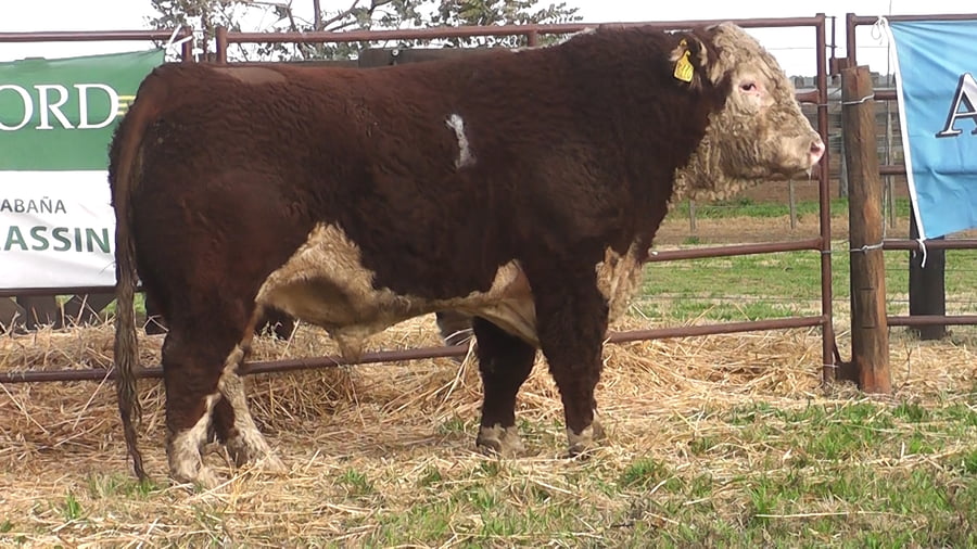Lote TOROS P. HEREFORD PR