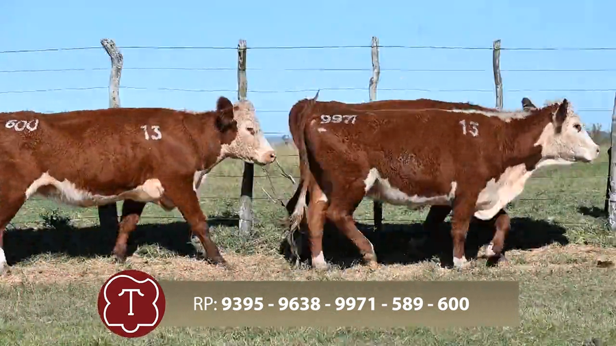 Lote Don Carlos de Thompson - Escritorio Dutra