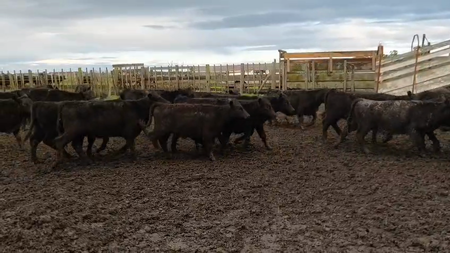 Lote 65 Terneros en Chillar
