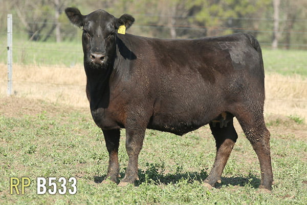 Lote 4 VAQUILLONAS PREÑADAS PURAS DE PEDIGREE