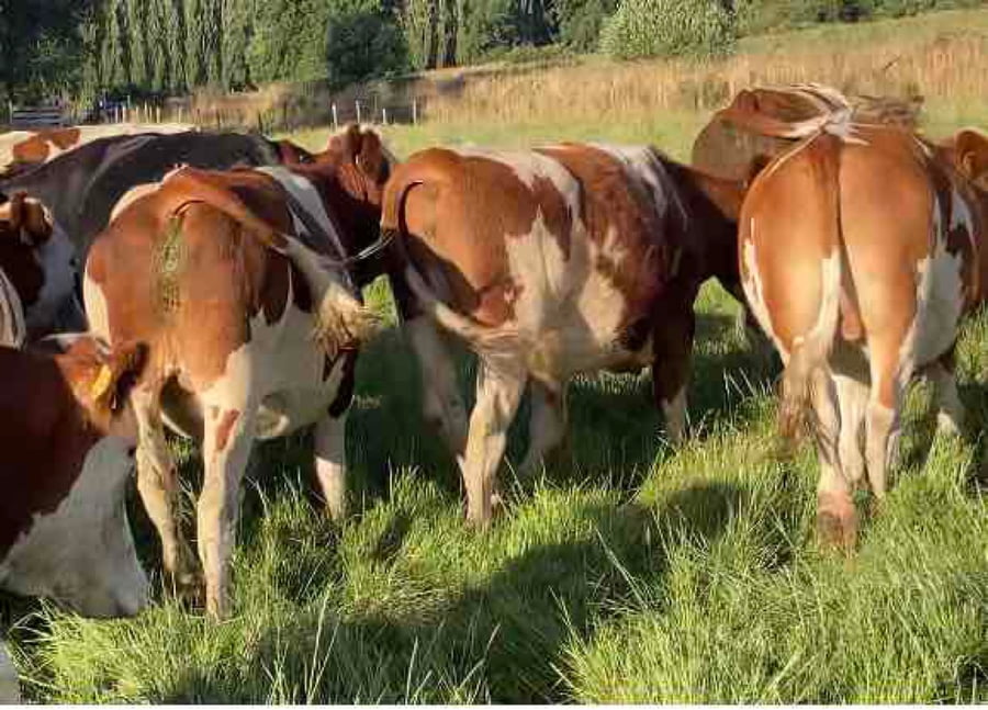 Lote 45 Novillo Gordo en Río Bueno, XIV Región Los Ríos