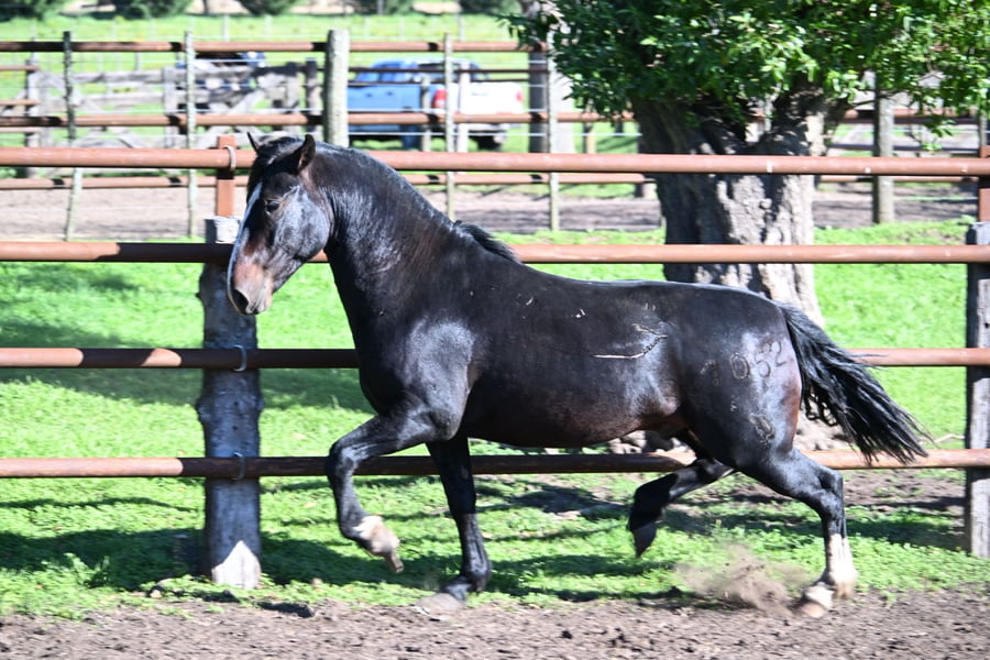 Lote RAIGUELEN GOLONDRINO