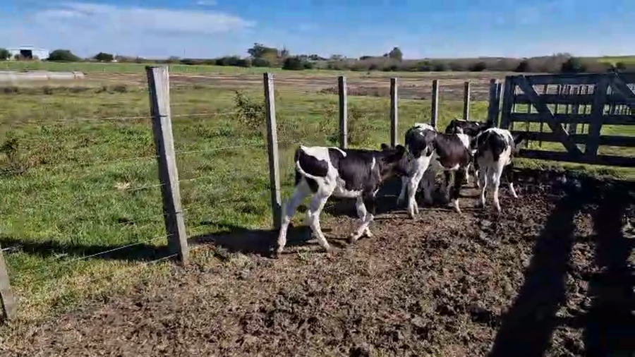 Lote 8 Terneras a remate en Pantalla Camy 90kg - , San José