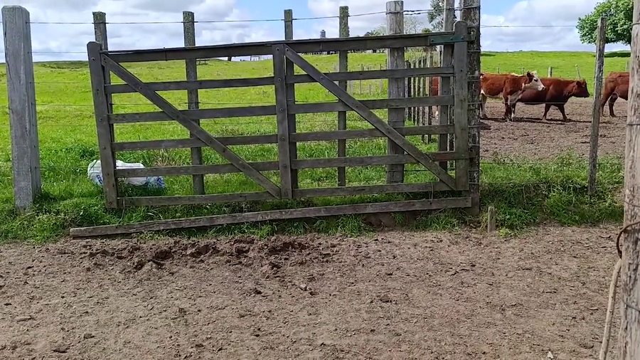 Lote 83 VIENTRES PREÑADOS