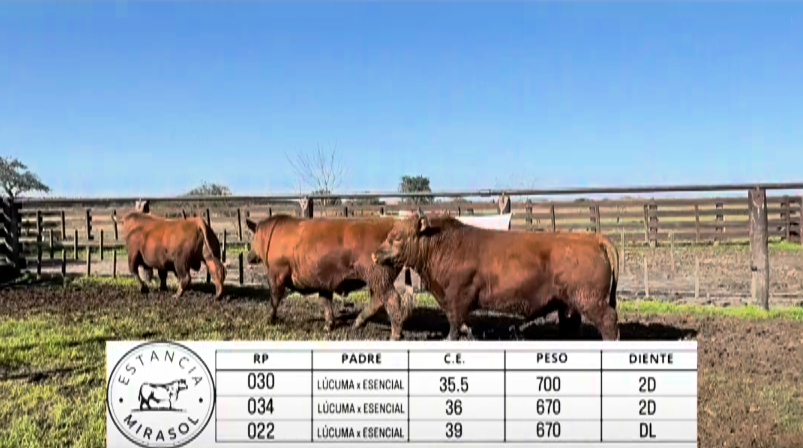 Lote TOROS ABERDEEN ANGUS "MIRASOL"
