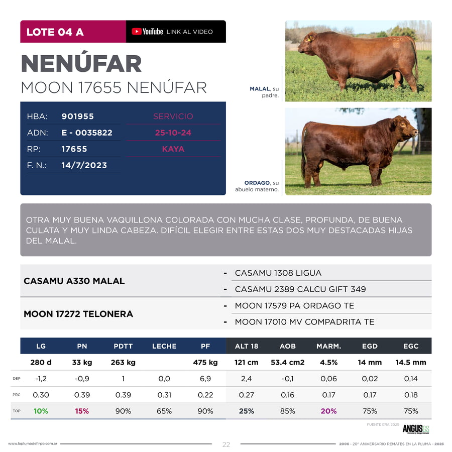 Lote RP 17655 y RP 17690 - VAQUILLONAS ELECCIÓN PP