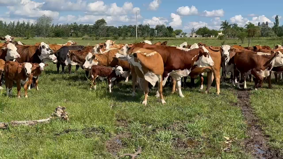 Lote 38 Vacas nuevas C/ cria en San José, Entre Ríos