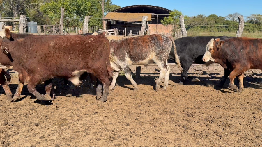 Lote 80 Terneros