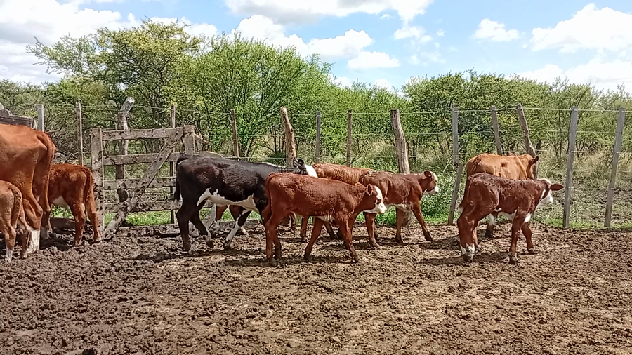 Lote 60 Vacas CUT con cría en Entre Ríos, San José de Feliciano