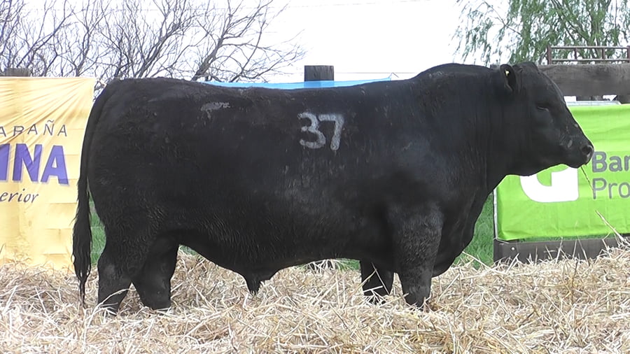 Lote TOROS ANGUS PUROS CONTROLADOS