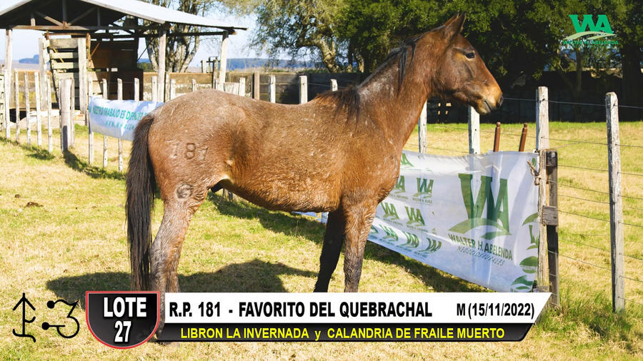 Lote FAVORITO DEL QUEBRACHAL