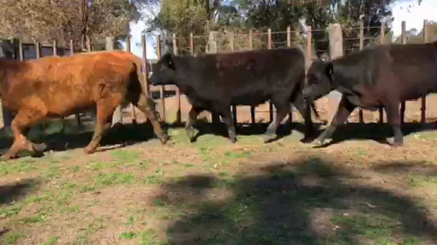 Lote 52 novillos 1-2