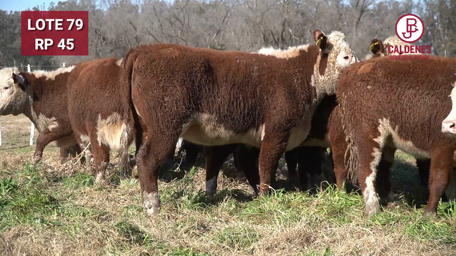 Lote Vaquillonas PR Preñadas Parición Otoño (INSEMINACION ARTIFICIAL)