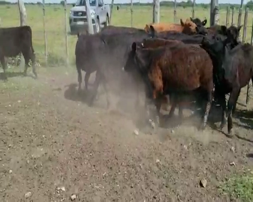 Lote 20 Terneros/as en Villaguay, Entre Ríos